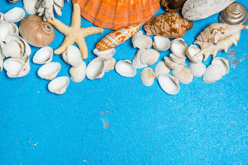 Seashell collection  on wooden background