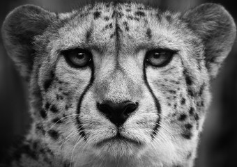 Cheetah , A black and white head shot of a adult cheetah . - obrazy, fototapety, plakaty