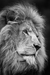 Adult male lion , A black and white head shot of a male Lion .