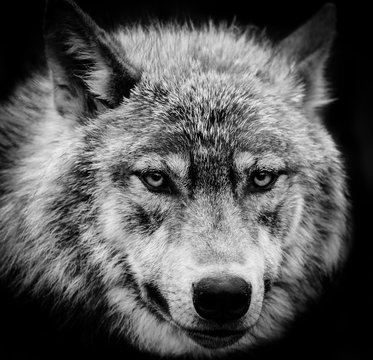 Eyes of the wolf, A black and white head shot of a wolf. 