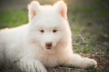 white siberian husky puppy lying on green grass