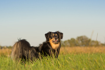 Obraz na płótnie Canvas Dog standing on a meadow and looks attentively