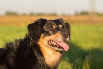 Portrait of a dog who looks carefully