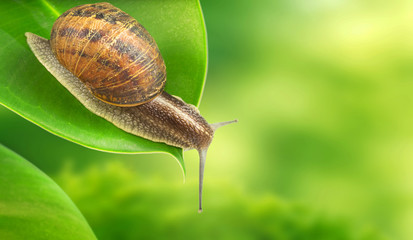 Snail on green background