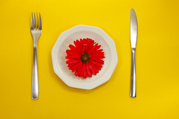 Red flower on a white plate