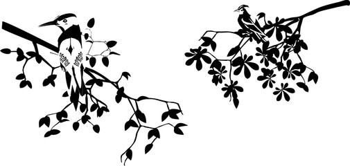 Birds on branches silhouettes isolated on white vector illustration