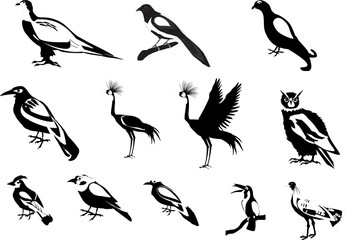 Fototapeta premium Black white colored birds vector set illustration.