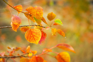 Sapium sebiferum leaves scenery in autumn
