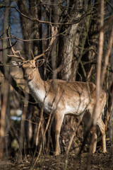 Naklejka na ściany i meble deer dama male in nature, european wildlife animal or mammal in forest