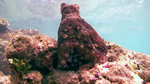 red octopus sits rocking on the stone top (bottom view), Indian Ocean, Hikkaduwa, Sri Lanka, South Asia 
