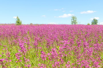 Sunny meadow with blossom carpet of Maiden Pink (Dianthus deltoides) flowers. Kaluzhsky region, Russia.

