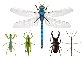 INSECTES x 5 - Planche N°2 © pict rider