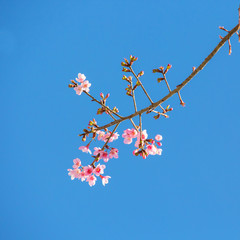Pink Cherry blossom branch a spring background