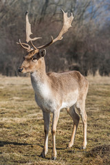 Naklejka na ściany i meble deer dama male in nature, european wildlife animal or mammal in wild