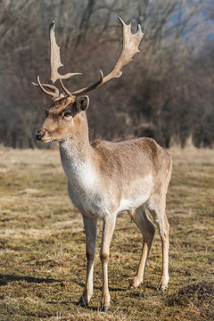 deer dama male in nature, european wildlife animal or mammal in wild © martingaal