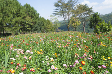 Obraz premium Flowers in the park, Thailand.