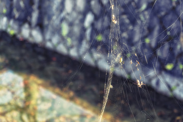 spider perched upon its intricate web