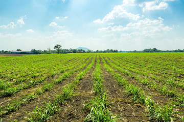 Fototapeta na wymiar Sugarcane field in Thailand.