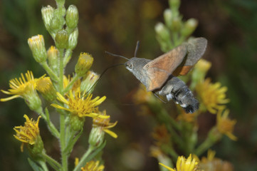 mariposa colibri sed alimenta en pleno vuelo © cehermosilla