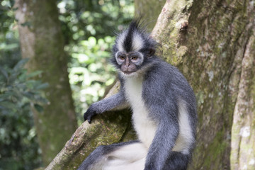 Punky Monkey mirando en la jungla de Sumatra, Indonesia.