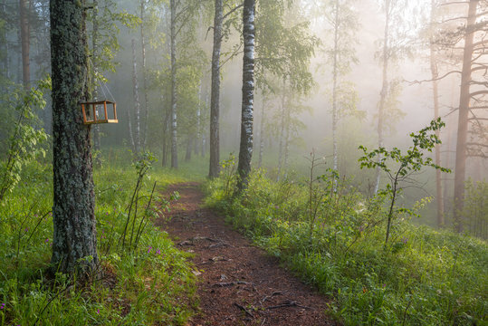 Fototapeta morning in the magic forest