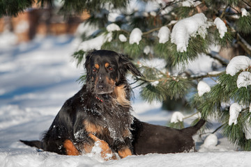 Black and golden hovawart puppy 