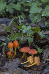 grupo de hygrocybe rojo