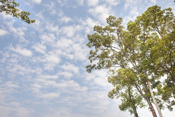 Tree and sky