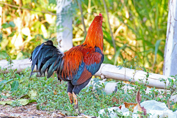 The cockfighting in nature Thailand 
