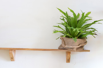 small tree potted plant on wood shelf decorated interior room