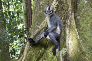 Punky Monkey mirando en la jungla de Sumatra, Indonesia.