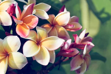 Crédence de cuisine en verre imprimé Frangipanier colorful frangipani tropical flower, plumeria flower fresh bloom