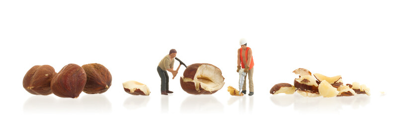 Miniature worker working with hazelnuts
