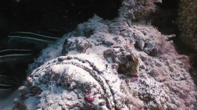 Scorpionfish stonefish scorpaenopsis diaboblus floats over a coral reef in the Red Sea. Underwater sea ocean marine life and its inhabitants, creatures diving, travels in blue tropical coral reef.