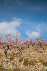 Almond trees