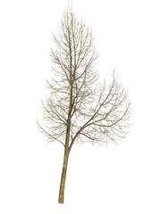 tree isolated and white background