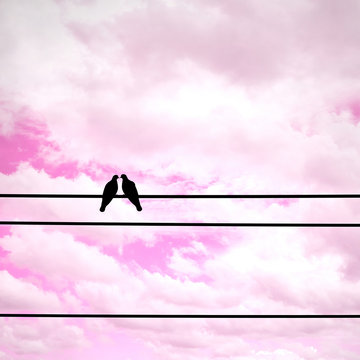 Silhouette pigeon couple feeling love on electric wire