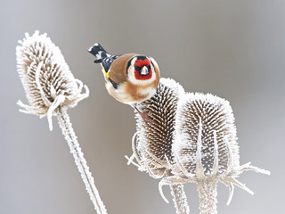 European Goldfinch (Carduelis carduelis)