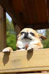 Chihuahua genießt den Sonnenschein