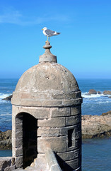 Essaouira, Morocco -  January 5, 2016:  Seagull on the roof of Castelo Real of Mogador
