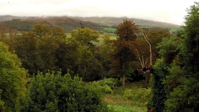 Aerial shot flying through tree's in the Scottish Borders
