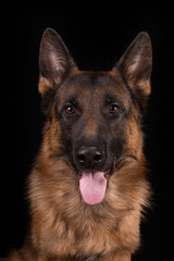 German shepherd portrait