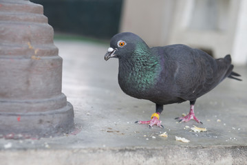 Pigeon