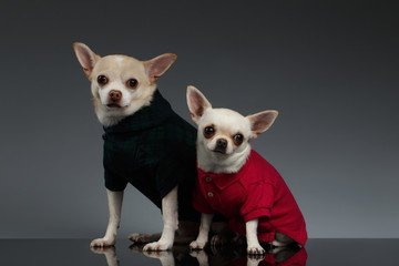 Portrait  Two Chihuahua dogs in stylish clothes. Blue background