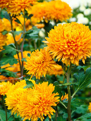 chrysanthemum