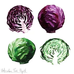 Foto op Plexiglas Watercolor Food Clipart - Cabbage © nataliahubbert