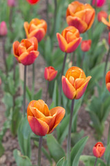 Fototapeta premium tulipany na wiosnę