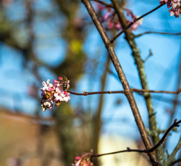  Bee collecting pollen from flowering bush