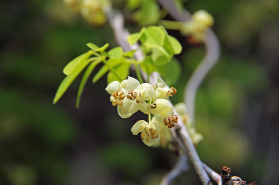 五葉あけび の画像 40 件の Stock 写真 ベクターおよびビデオ Adobe Stock