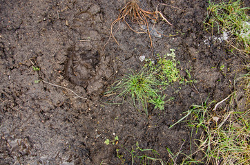 Footprint in the dirt. Brown road dirt with footprints. Background photo texture. Foot mark on the jungle trail. shoeprints in the mud. Dirt field close up background. needle branches